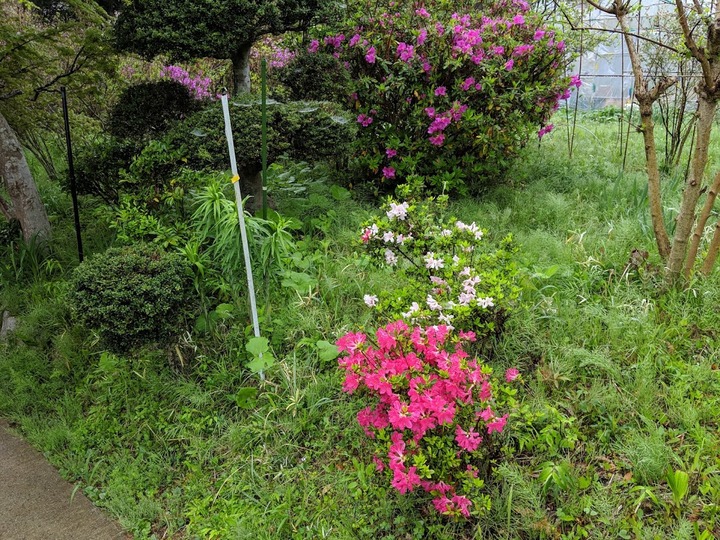 0426草だらけ2