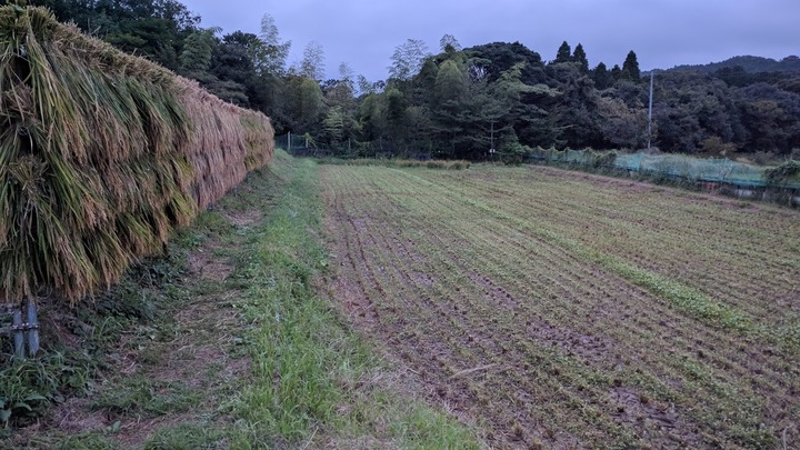 0915田んぼ4号