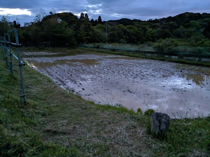 0509田植え4号