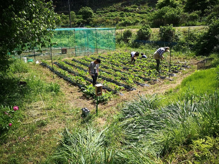 0508GWイチゴ