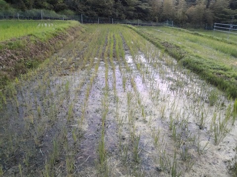0625-2号田んぼ.jpg