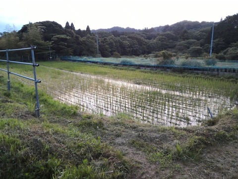 0625-3号田んぼ.jpg