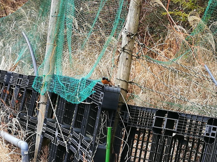 0127ジョウビタキ2