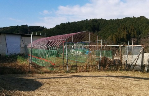 1225ハウス完成2.jpg