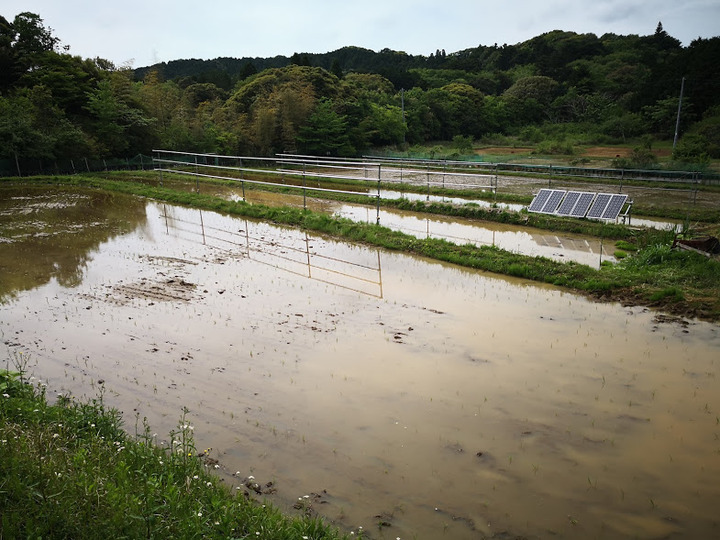 0430田植え全景