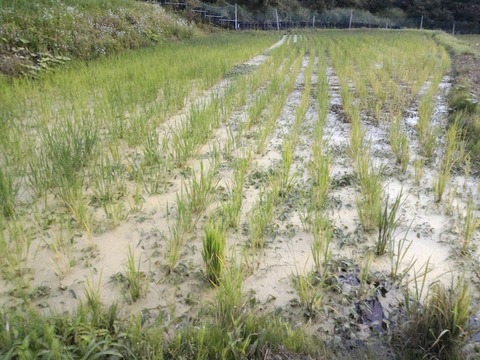 0625-1号田んぼ.jpg