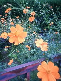 grdr0007043513_0047360909pc