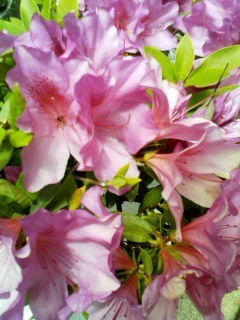 grdr0002336706_0040497112pc