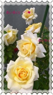 grdr0002336787_0041302865pc