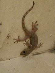 ヤモリ