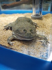 カエル