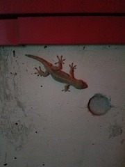 鷹丘