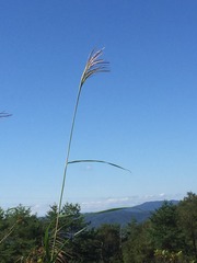 IMG_3031