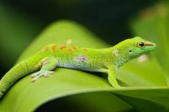 ヒルヤモリ
