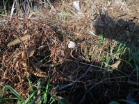 DSCN1204