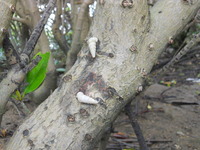 DSCN5271