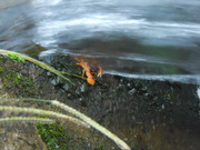 DSCN1630