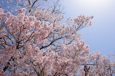 sakura25