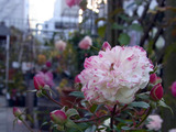 61890369.jpg