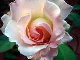 rococo