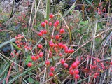 8675d8ea.jpg
