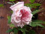 92a6282e.jpg