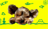 icon_d