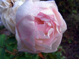 b26a78d8.jpg