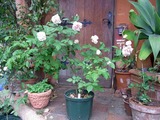 c7639900.jpg