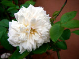d0a35343.jpg