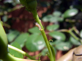hirata1