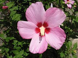 250px-Hibiscus_syriacus_2