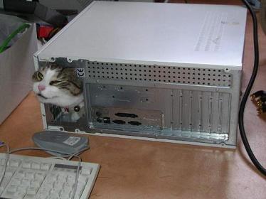 箱ねこメモリー