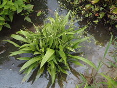 P7160103