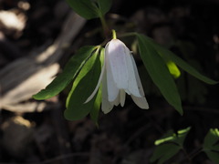 P4130082