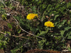 P4140052