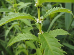 P7160118