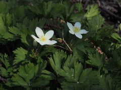 P4130067