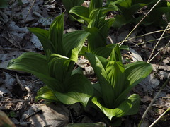 P4130065