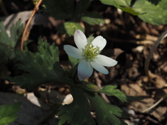 P4130061
