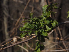 P4130057