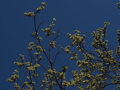P4130034