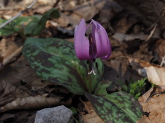 P4130072