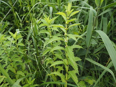 P7160117