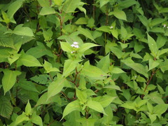 P7160105
