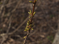 P4140062