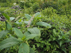 P7160087