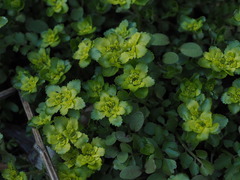 P4130124