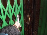 ����١������˾��Ȥ�
