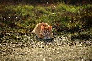 cat-1184743_640